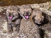 V praské zoologické zahrad se narodila gepardí tyata (na snímku jsou ti z...
