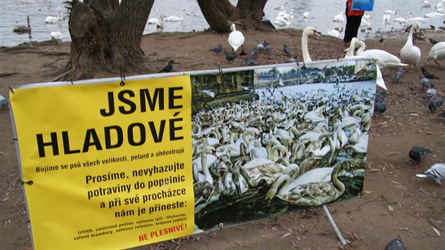 Leták, který nabádá ke krmení labutí.