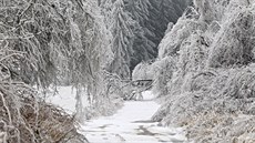 Tká ledová námraza lámala vtve i celé stromy u Nového Msta na Morav. (2....