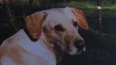Labradora man�el� �iklových n�kdo zast�elil malorá�kou.