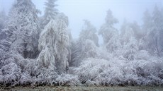 Stromy se pod tíhou ledu ohýbají a praskají.