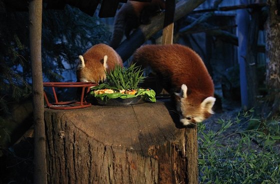 V jihlavské zoo ktili malé pandy ervené, za kmotra el horolezec Radek Jaro....