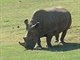 Vzcn severn bl nosoroec Angalifu v zoologick zahrad v kalifornskm San...