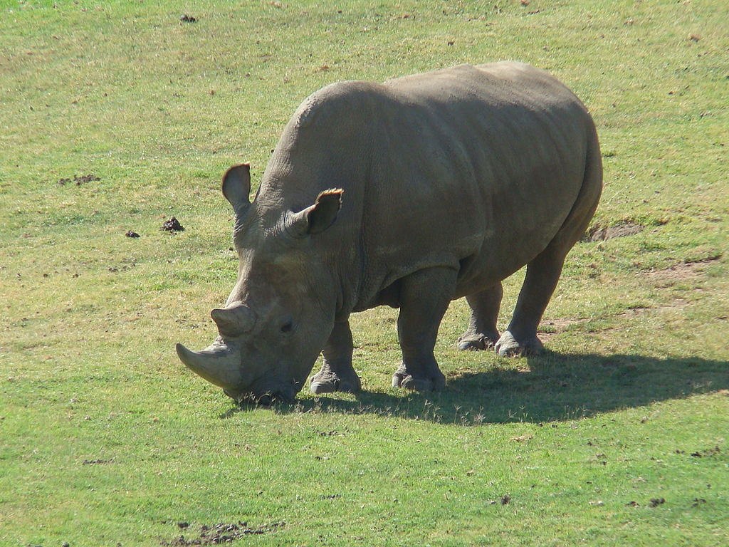 Jeden z šesti posledních nosorožců bílých na světě uhynul v zoo v USA -  iDNES.cz