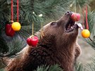 A Kamchatka brown bear tries to reach an apple on a Christmas tree decorated...