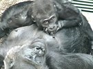 Gorilí kluk Nuru u má dva roky