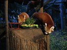 V jihlavské zoo ktili malé pandy ervené, za kmotra el horolezec Radek Jaro....