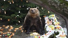 Medvdí Vánoce v eskokrumlovském zámeckém píkopu