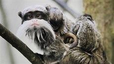 Tamarín vousatý v nov� otev�ené expozici Meditereum a Amazonie v plze�ské ZOO.