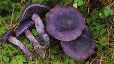 Pavu�inec fialový nalezený v lokalit� Hadce u �elivky