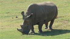 Vzácný severní bílý nosoro�ec Angalifu v zoologické zahrad� v kalifornském San...