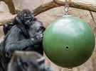 Kamba a Nuru s novým hlavolamem, ke kterému jsou zatím gorily dost nedvivé.