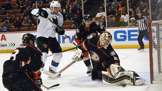 Tom Hertl ze San Jose zatp obran Anaheimu.