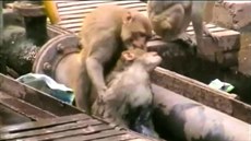 Opice v Indii zachrauje druhou opici, kterou zasáhl elektrický proud. (20....
