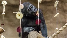 Nuru hodující na záv�sech ze su�eného ovoce a �erstvé zeleniny