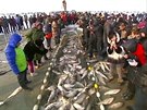 Tém sto tisíc lidí dorazilo na rybáský festival na jezee cha-kan na...