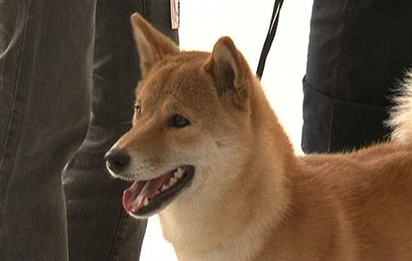 Shiba - Inu