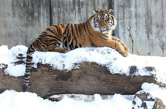 Exotická zvířata si užívají čerstvě napadaného sněhu a krásného počasí v...
