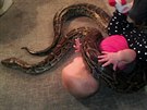 Podle otce malé Alyssy, chovatele had Jamieho Guarina nejsou hadi nebezpení,...