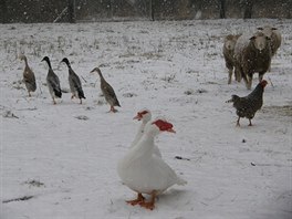 Domc hospodsk zvata vyaduj intenzivn pi i v zim, ale poskytuj...