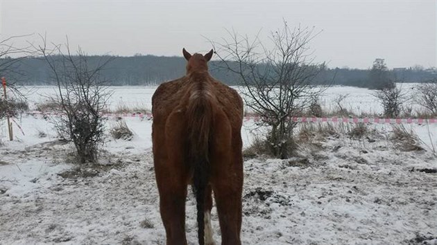 Kon nemaj na pastv ve Vojkovicch na Mlnicku psteek, navc podle veterinky dostvaj jen velmi mlo sena.