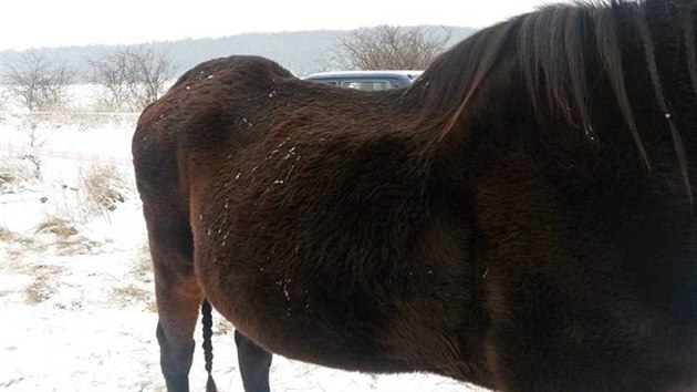 Kon nemaj na pastv ve Vojkovicch na Mlnicku psteek, navc podle veterinky dostvaj jen velmi mlo sena.