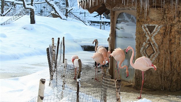 Exotická zvířata si užívají čerstvě napadaného sněhu a krásného počasí v jihlavské zoologické zahradě.