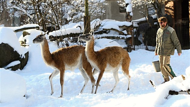 Exotická zvířata si užívají čerstvě napadaného sněhu a krásného počasí v jihlavské zoologické zahradě.