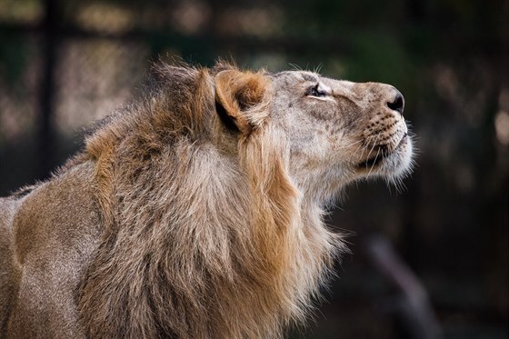 Pražská zoo získá troji lvů z indického Gudžarátu.