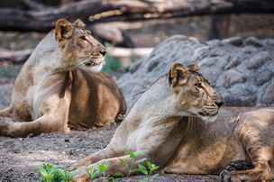 Trojsk zoo zsk trojici lv z indickho Gudartu.