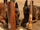Psi a nalezené výrobky ze slonoviny.