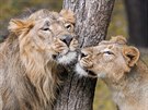 Samec Jamvan a dvě samice lvů indických byli vybíráni tak, aby byli co nejméně...