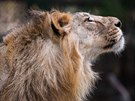 Samec lva indického, který bude přivezen do pražské zoo spolu se dvěma...