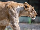 Jedna ze dvou samic lv indických, které mají spolu s nepíbuzným samcem v...