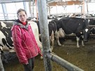 O dvanáct set krav peuje na farm v Uhelné Píbrami pouhých 26 zamstnanc ve...