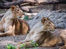 Trojská zoo získá trojici lv z indického Gudarátu.