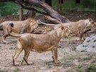 Trojská zoo získá trojici lv z indického Gudarátu.