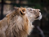 Praská zoo získá troji lv z indického Gudarátu.