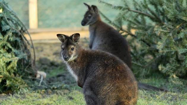 Na rani Valkra v moravskch Hustopech je veselo. Krom novho preku klokan wallaby se zatkem tdne zvec druina rozrostla i o osl mld.