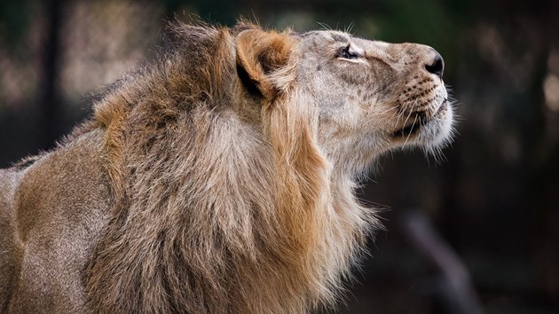 Samec lva indickho, kter bude pivezen do prask zoo spolu se dvma nepbuznmi samicemi, se jmenuje Jamvan. 