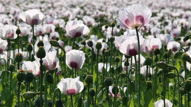 M�k set� obarvil pole u Lukavice