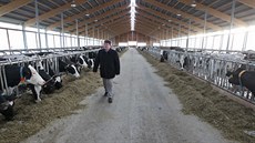 Farma v Uhelné Příbrami je s 1200 krávami největší a nejmodernější v Česku,...