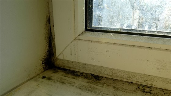 Na plísně v ostění oken jsou účinné třeba chlorové dezinfekční přípravky ve spreji.