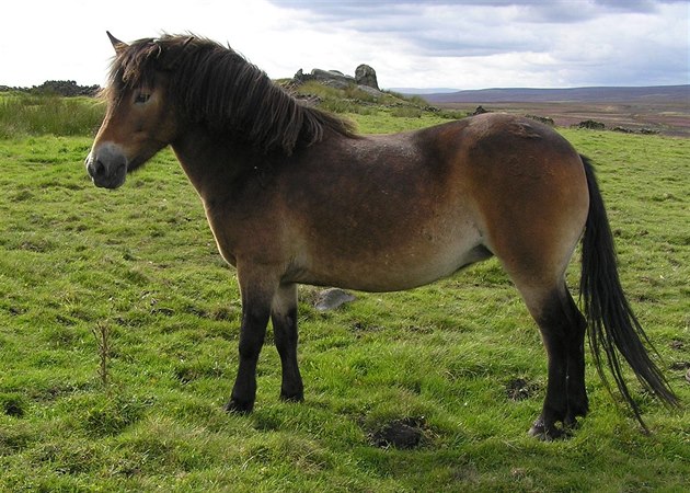Exmoor�tí pony svým vzhledem, velikostí a zbarvením nejlépe odpovídají p�vodním...