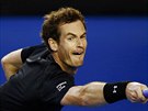 Andy Murray se natahuje po míku v semifinále Australian Open.