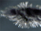 Snímky z ultrarychlé kamery zachycující primární fázi výbuchu kapky slitiny...
