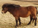 Práv exmoorský nebo také keltský pony svým vzhledem, velikostí i zbarvením...