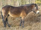 Úkolem divokých koní v Milovicích bude vypásání volné krajiny, stejn jako je...