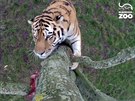 Tygi plhají na strom v zoologické zahrad v anglickém Blackpoolu.