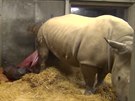 Porod nosoroího mládte v kodaské zoo probhl neuviteln hladce.